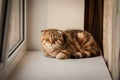 Lovable Scottish fold cat / kitten playing Royalty Free Stock Photo