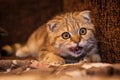 Lovable Scottish fold cat / kitten playing Royalty Free Stock Photo