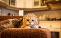 Lovable Scottish fold cat / kitten playing Royalty Free Stock Photo