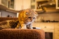 Lovable Scottish fold cat / kitten playing Royalty Free Stock Photo