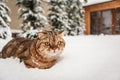 Lovable Scottish fold cat playing Royalty Free Stock Photo