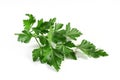 Lovage