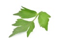 Lovage