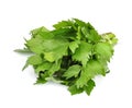 Lovage Royalty Free Stock Photo