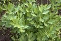 Lovage in the garden green leaves, Levisticum officinale Royalty Free Stock Photo