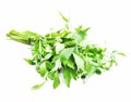 Lovage Herb Royalty Free Stock Photo