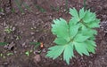 Lovage herb very medicinal plant growing in the garden Royalty Free Stock Photo