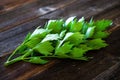 Lovage herb Royalty Free Stock Photo