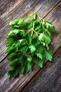Lovage herb Royalty Free Stock Photo