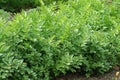 Lovage, levisticum officinale Royalty Free Stock Photo