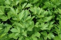 Lovage, levisticum officinale Royalty Free Stock Photo