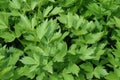 Lovage, levisticum officinale