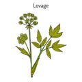 Lovage levisticum officinale , culinary and medicinal herb