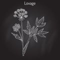 Lovage levisticum officinale , culinary and medicinal herb