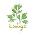 Lovage, levisticum officinale. Culinary and medicinal herb. Hand drawn botanical vector illustration. Playful design style, salad