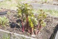 Lovage Levisticum officinale Royalty Free Stock Photo