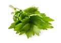 Lovage, Levisticum officinale. Isolated on white.