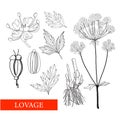 Lovage. Levisticum officinale Koch. Botanical illustration. folk medicine, treatment, aromatherapy, packaging design, field