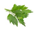 Lovage, Levisticum officinale. Royalty Free Stock Photo
