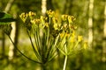 Lovage Levisticum officinale Wildflower Seeds