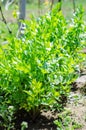 Lovage plants in the sun Royalty Free Stock Photo