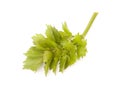Lovage Royalty Free Stock Photo