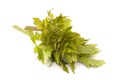 Lovage Royalty Free Stock Photo