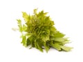 Lovage Royalty Free Stock Photo