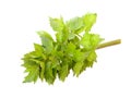 Lovage Royalty Free Stock Photo