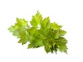 Lovage Royalty Free Stock Photo