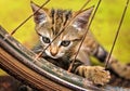 Curiosity in Motion: Playful Striped Brown Kitten Explores Rusty Bicycle Wheel Amidst Vibrant Yellow Backdrop Royalty Free Stock Photo