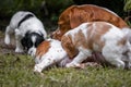 Love and affection between mother and baby children brittany spaniels dogs Royalty Free Stock Photo