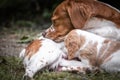 Love and affection between mother and baby children brittany spaniels dogs Royalty Free Stock Photo