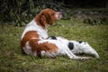 Love and affection between mother and baby children brittany spaniels dogs Royalty Free Stock Photo