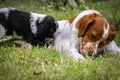 Love and affection between mother and baby children brittany spaniels dogs Royalty Free Stock Photo