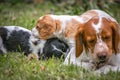 Love and affection between mother and baby children brittany spaniels dogs Royalty Free Stock Photo