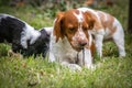 Love and affection between mother and baby children brittany spaniels dogs Royalty Free Stock Photo