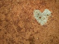 Agricultural love. Eco bio poop love heart on the red african soil
