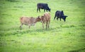 Love is on the air. A Cow carecess another one in flock of some unknown Livestock farm hervesting in th field in India of Asia in