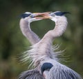 Love is in the air with two Great blue herons_