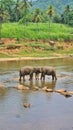 Love animals elephants Sri-Lanka Royalty Free Stock Photo