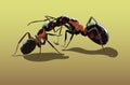 Love of ants Royalty Free Stock Photo