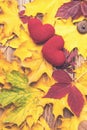 Love in autumn. Two hearts on leaves background. Autumn mood. Seasonal sales. Autumn holiday. Fallen leaves. Autumn background.