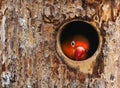 Love bird Royalty Free Stock Photo