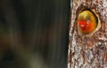 Love bird Royalty Free Stock Photo