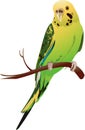 Budgerigar