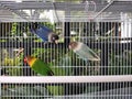 Love bird Agapornis in a cage