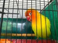 a love bird is being cured in a cage. Love birds chirping birds Royalty Free Stock Photo