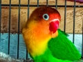Love bird in a cage Royalty Free Stock Photo