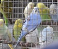 Love bird in a cage Royalty Free Stock Photo